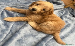 Cockapoo dogs for sale: Beautiful litter of cockapoos - Image 22