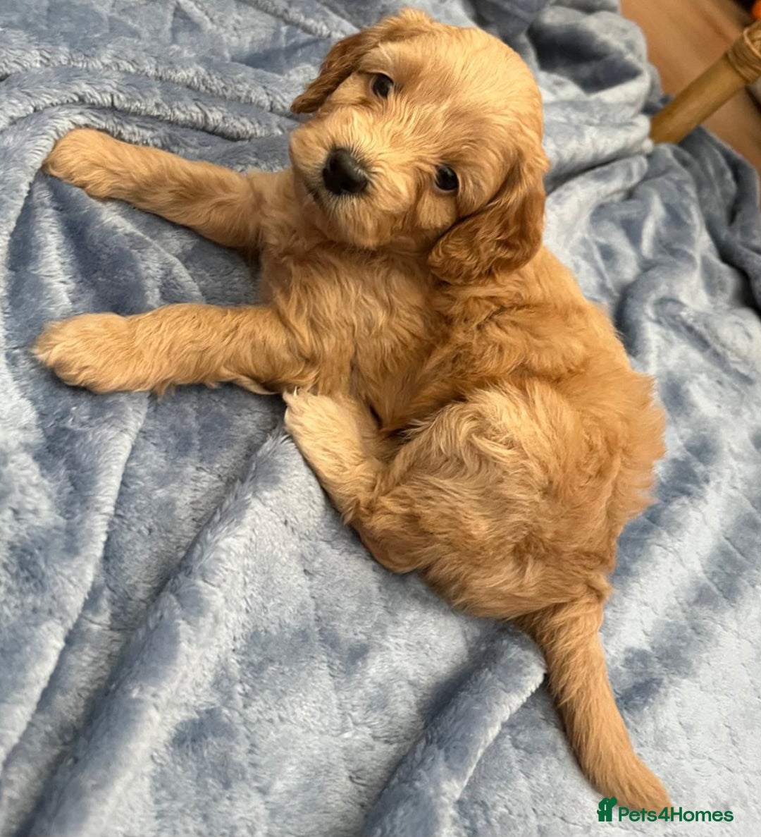 Cockapoo dogs for sale: Beautiful litter of cockapoos - Image 22