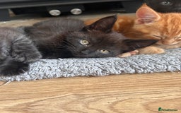 Maine Coon cats for sale: *ready now* Beautiful big Maine coon x BSH kittens - Image 15