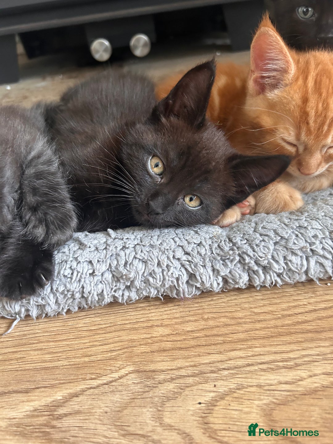 Maine Coon cats for sale: *ready now* Beautiful big Maine coon x BSH kittens - Image 15