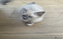Ragdoll cats for sale: Beautiful ragdoll kittens  - Image 6