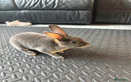 Rex rabbits for sale: Mini Rex rabbits - Image 2