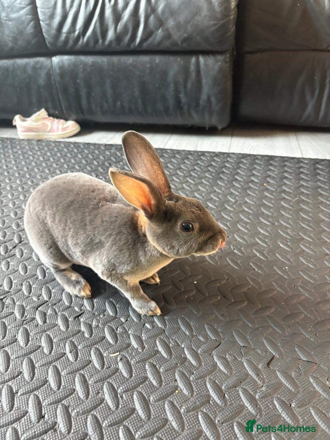 Rex rabbits for sale: Mini Rex rabbits - Image 2