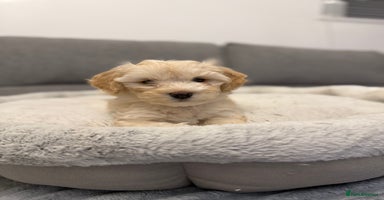 Maltipoo dogs - Advert 8