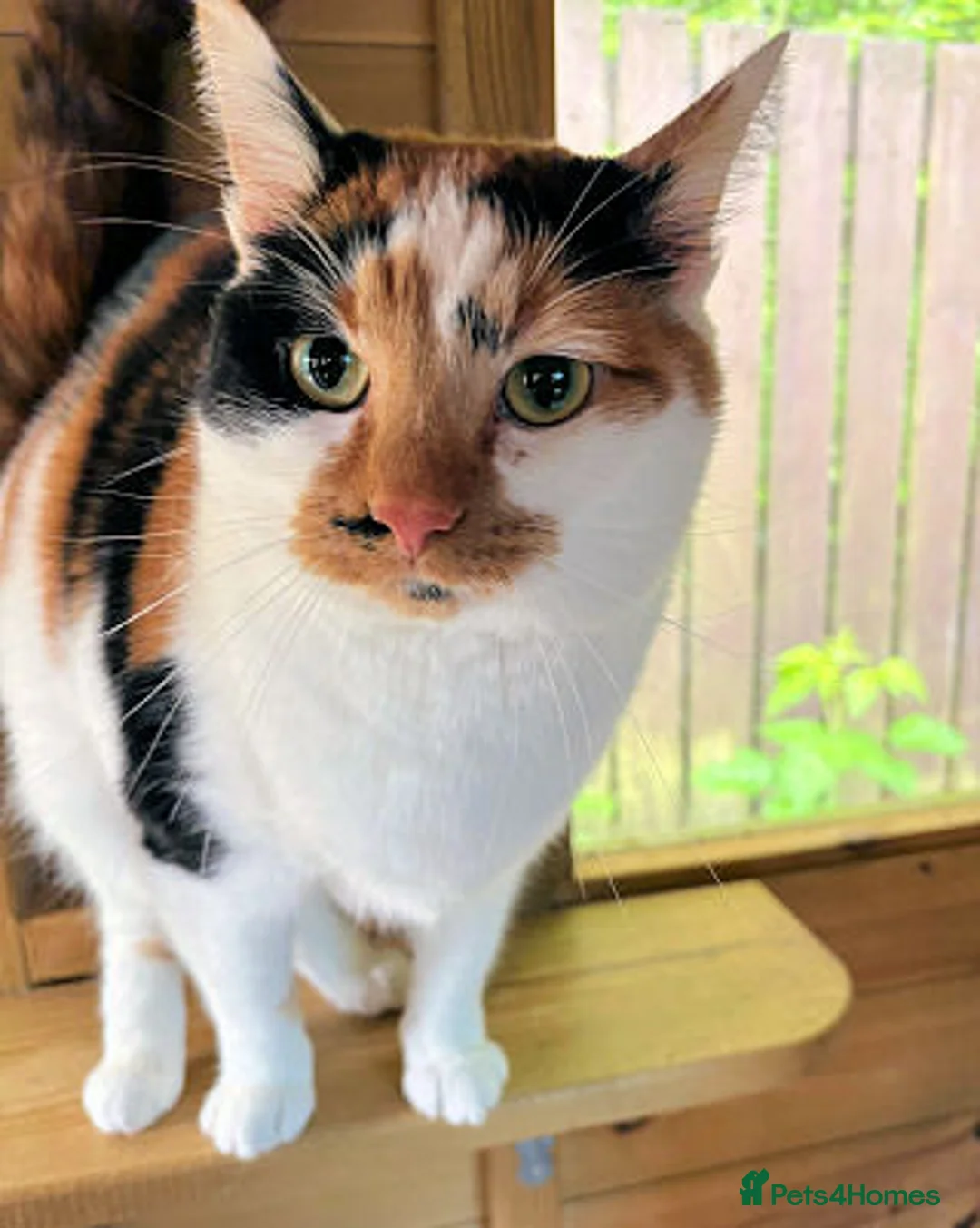 Mixed Breed cats for adoption: ANNABELLE AND DAISY - Advert 6