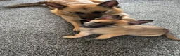 Mixed Breed dogs for sale: Belgium malanois - Advert 3