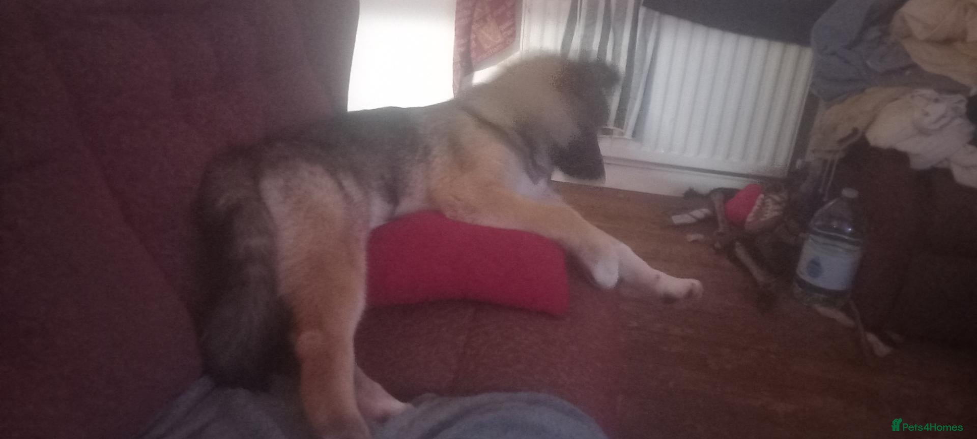 Mixed Breed dogs 3 puppies for sale  - Advert 2