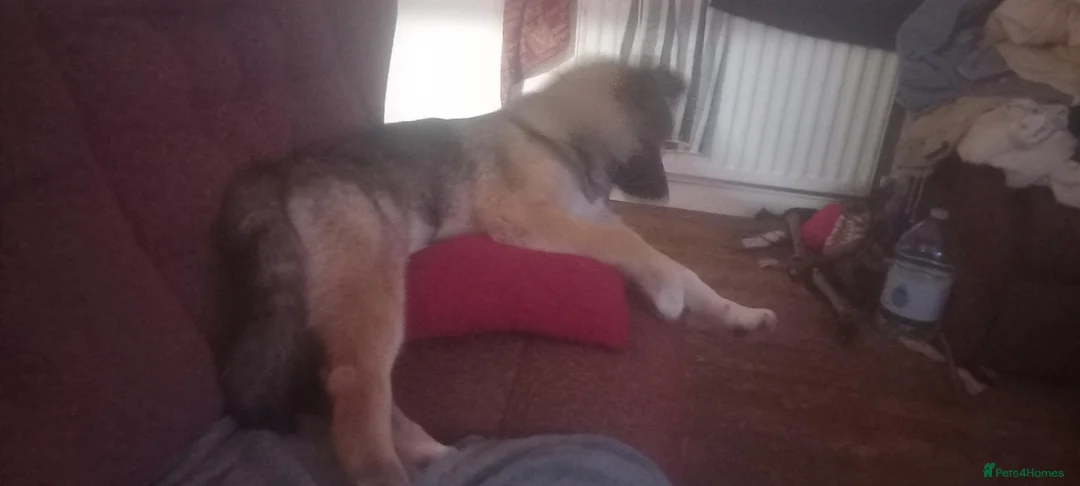 Mixed Breed dogs for sale: 3 puppies for sale  - Advert 1
