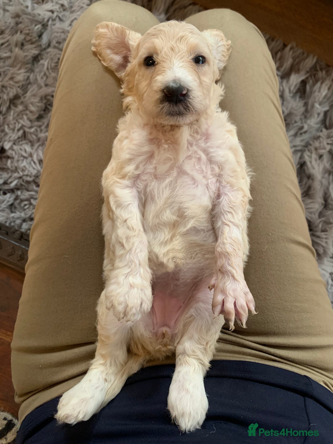 Sheepadoodle dogs for sale: Sheepadoodle Standard Size F1b puppies - Image 5