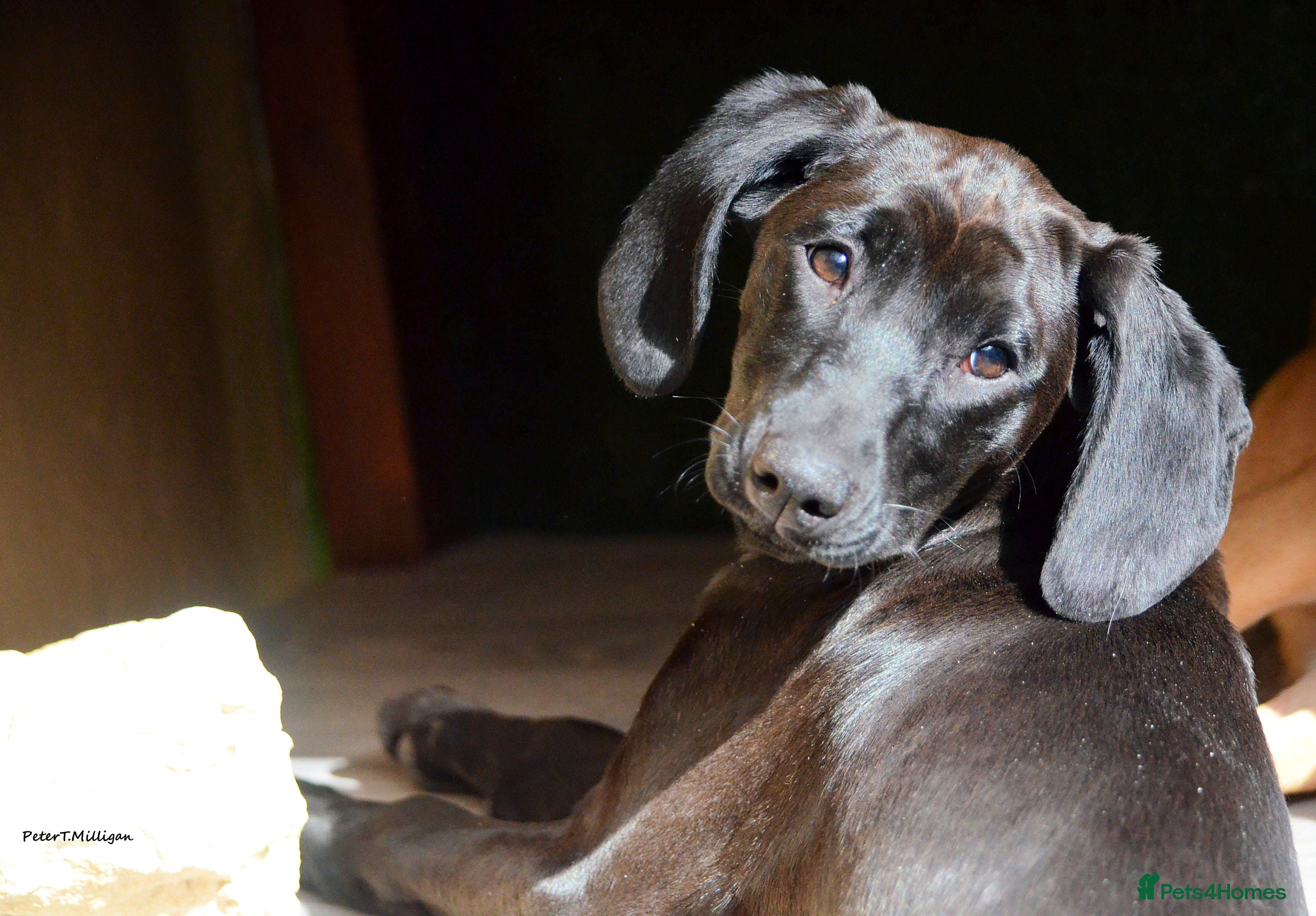 Mixed Breed dogs Matilda: Dreaming of a family home with cats in Maidstone - Advert 1