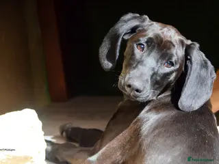 Mixed Breed dogs Matilda: Dreaming of a family home with cats in Maidstone - Advert 1