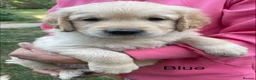 Golden Retriever dogs for sale: Gorgeous KC Registered Puppies in Sudbury - Advert 14