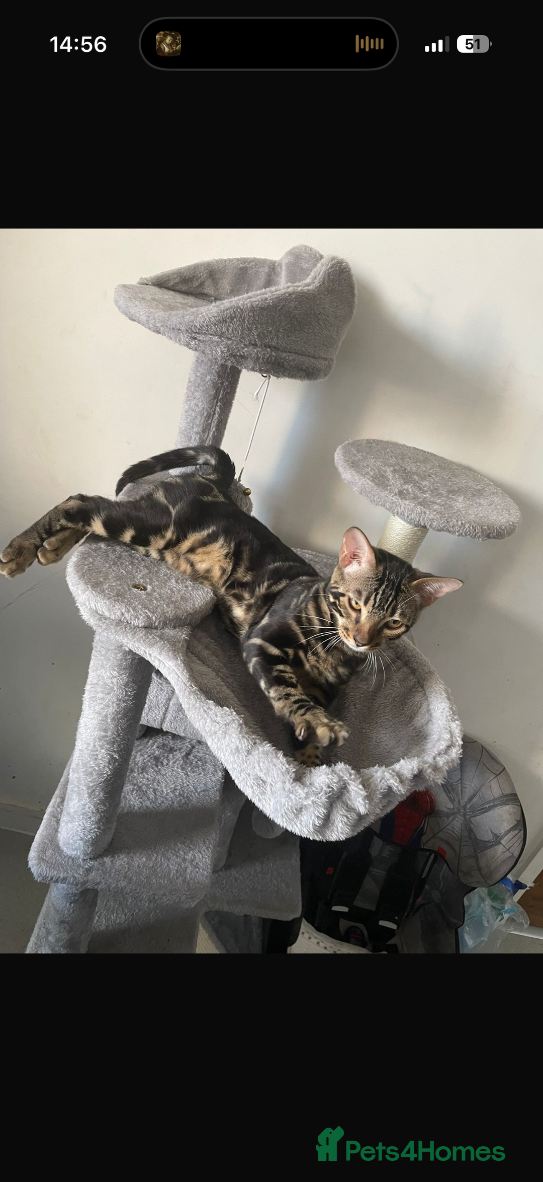 Bengal cats for sale: Affectionate Bengal Kittens – Family-Friendly - Advert 7