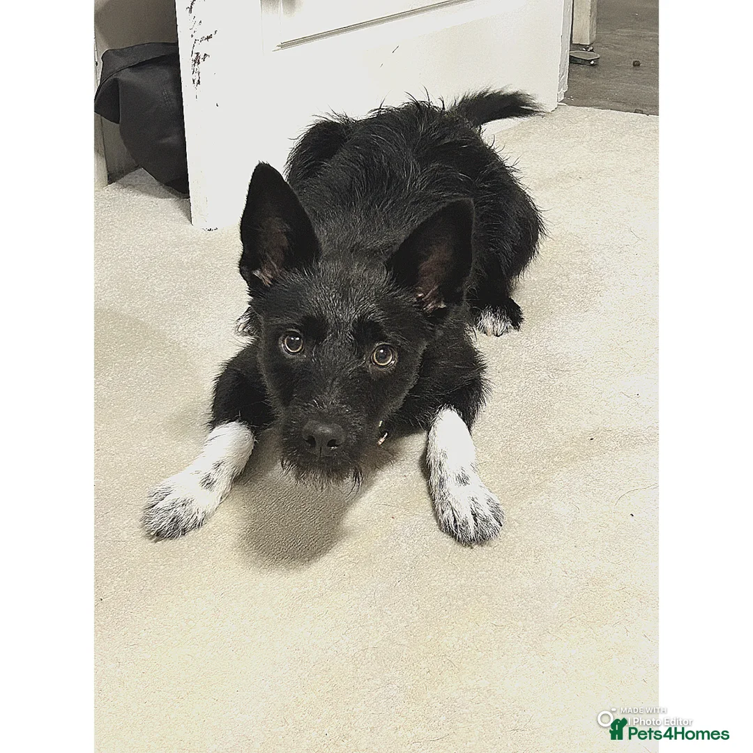 Mixed Breed dogs for sale: border collie Patterdale  - Advert 1