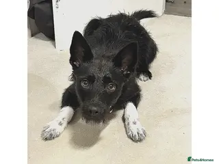 Mixed Breed dogs border collie Patterdale - Advert 2