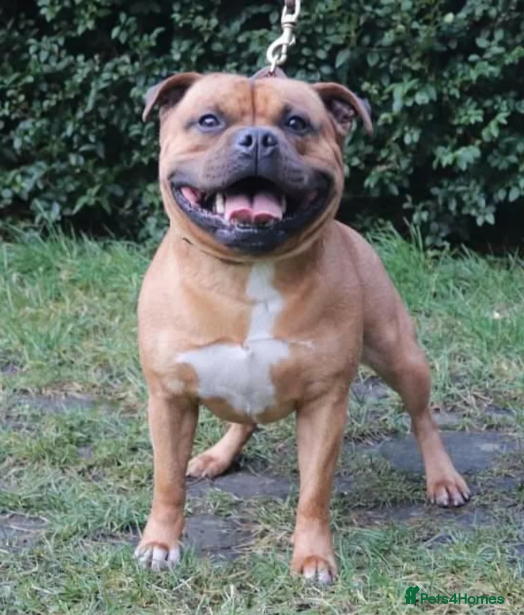 Staffordshire Bull Terrier dogs for stud: 🥨THE RED DREAM TEAM🥨 Exceptional temprements. in Rochdale - Advert 15