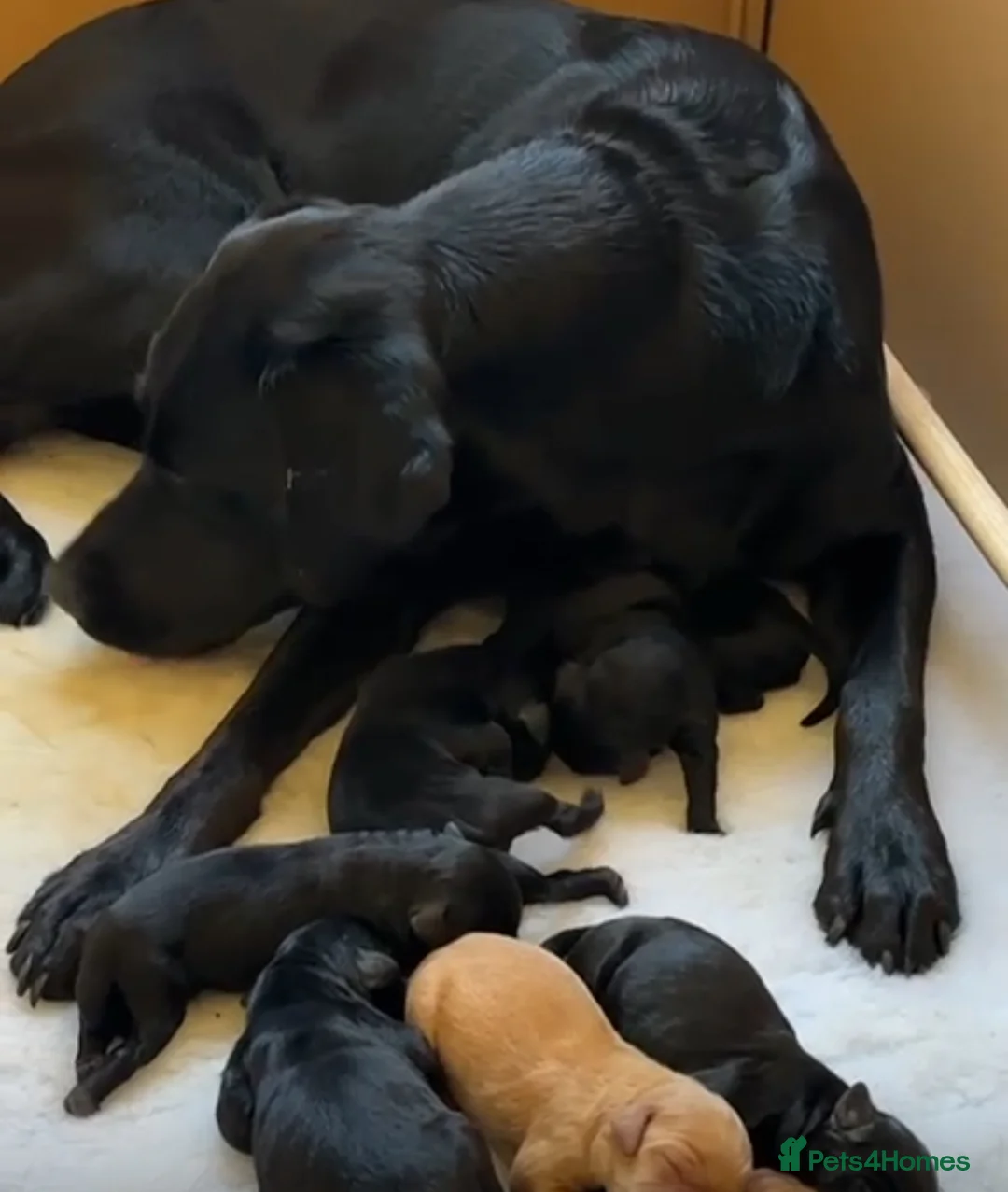 Poodle dogs for stud: FOR STUD Moyen Poodle (proven)  in Northampton - Advert 34