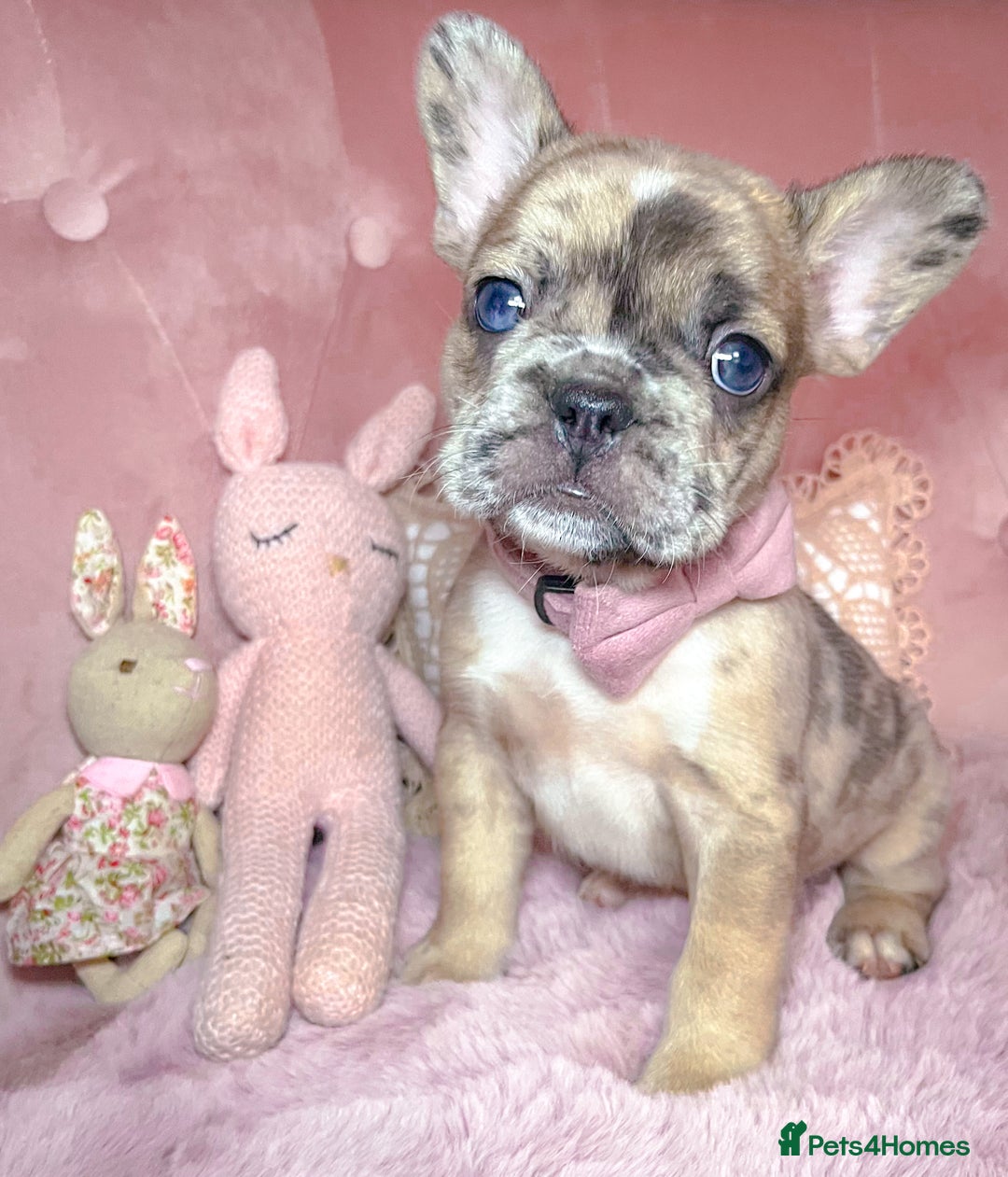 French Bulldog dogs for sale: 🌸Isabella,Rojo,Lilac,Blue,Chocolate🌸 - Advert 9