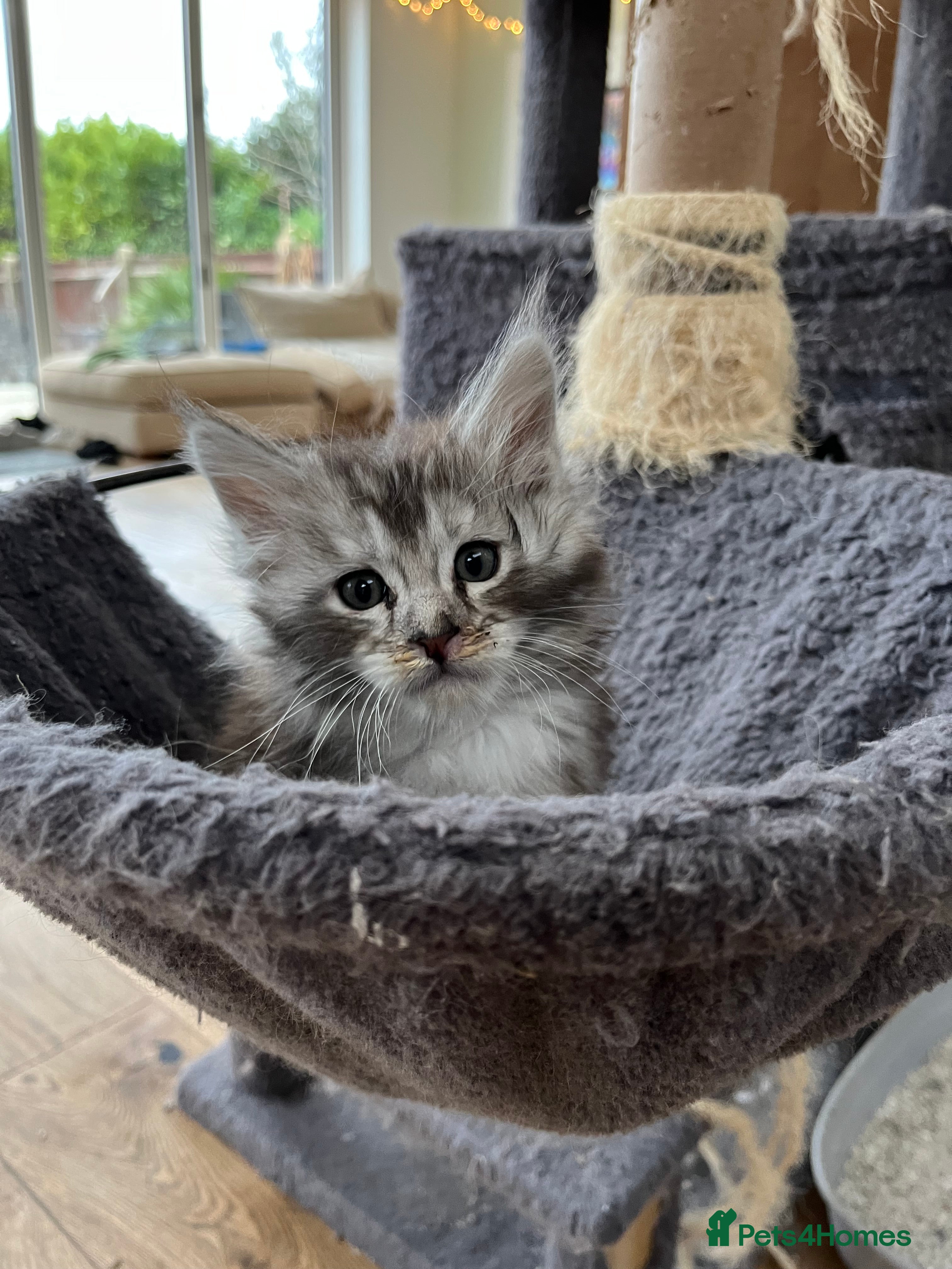 Maine Coon cats Tica Reg and fully health tested - Advert 5