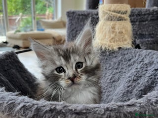 Maine Coon cats Tica Reg and fully health tested - Advert 5