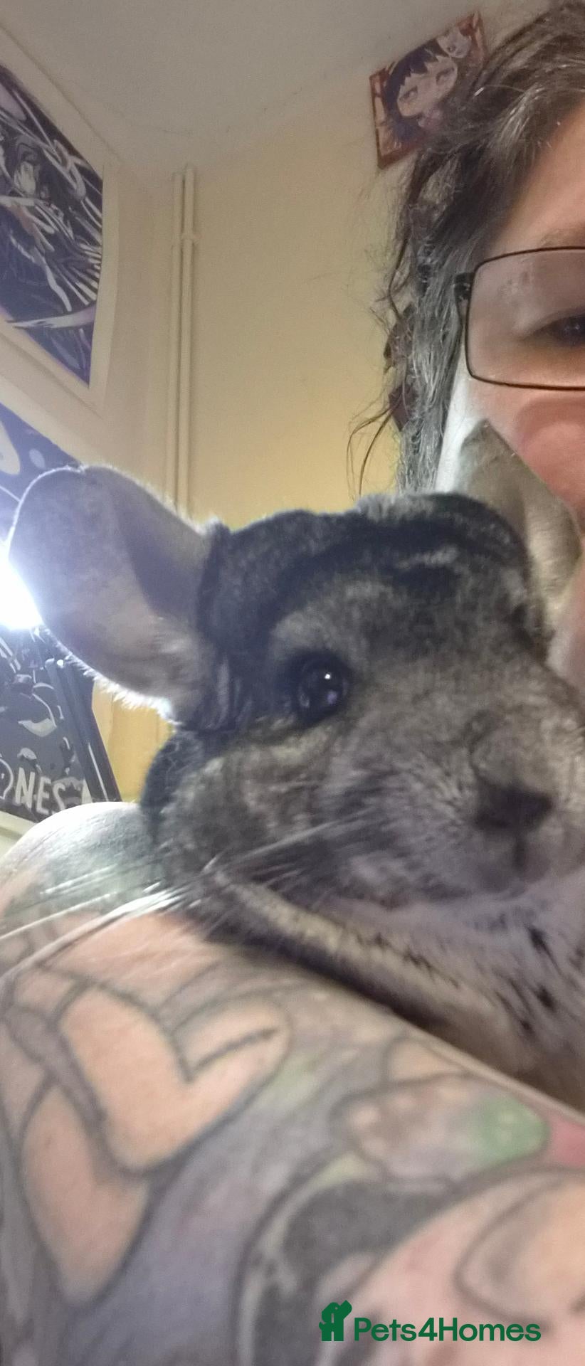 Ferret rodents 2 gorgeous female chinchillas plus cage - Advert 1