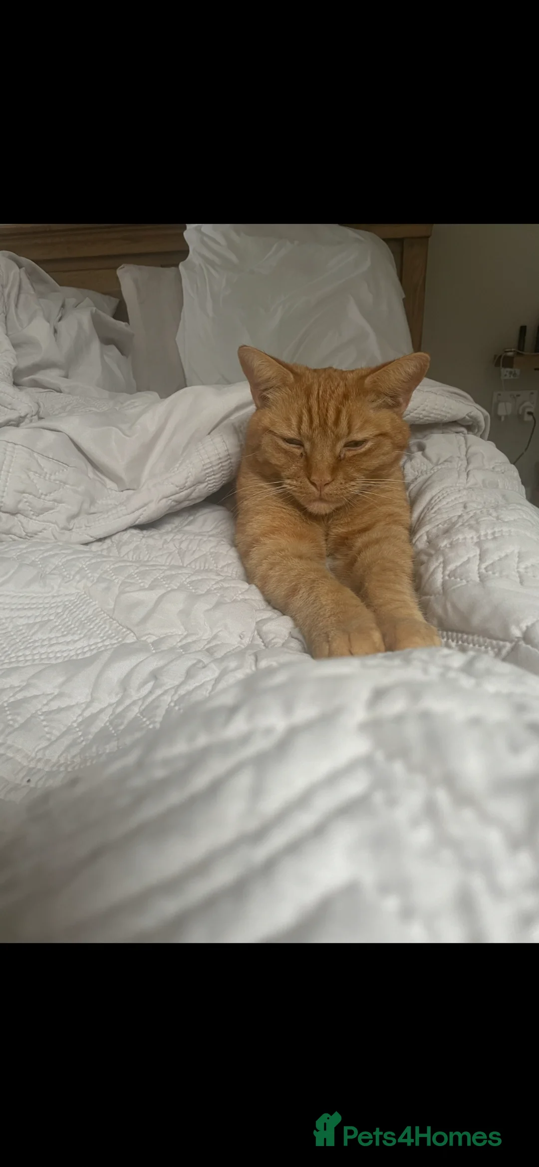 Mixed Breed cats for sale: Finn - A delicate and sad situation!  - Advert 4