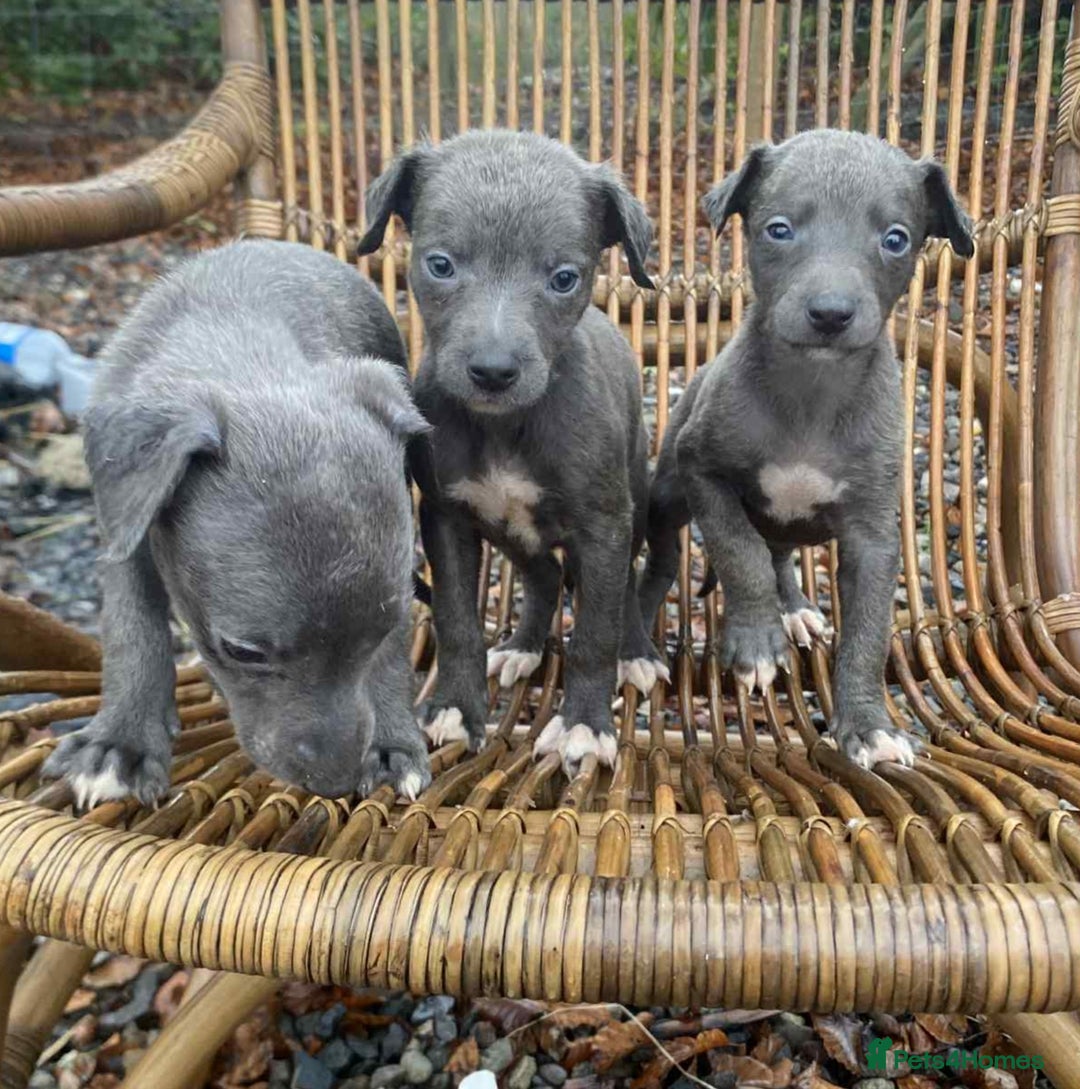 Whippet dogs for sale: Stunning whippet pups - Advert 4