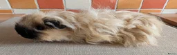 Guinea Pig rodents for sale: Gorgeous Texel sows - Advert 8
