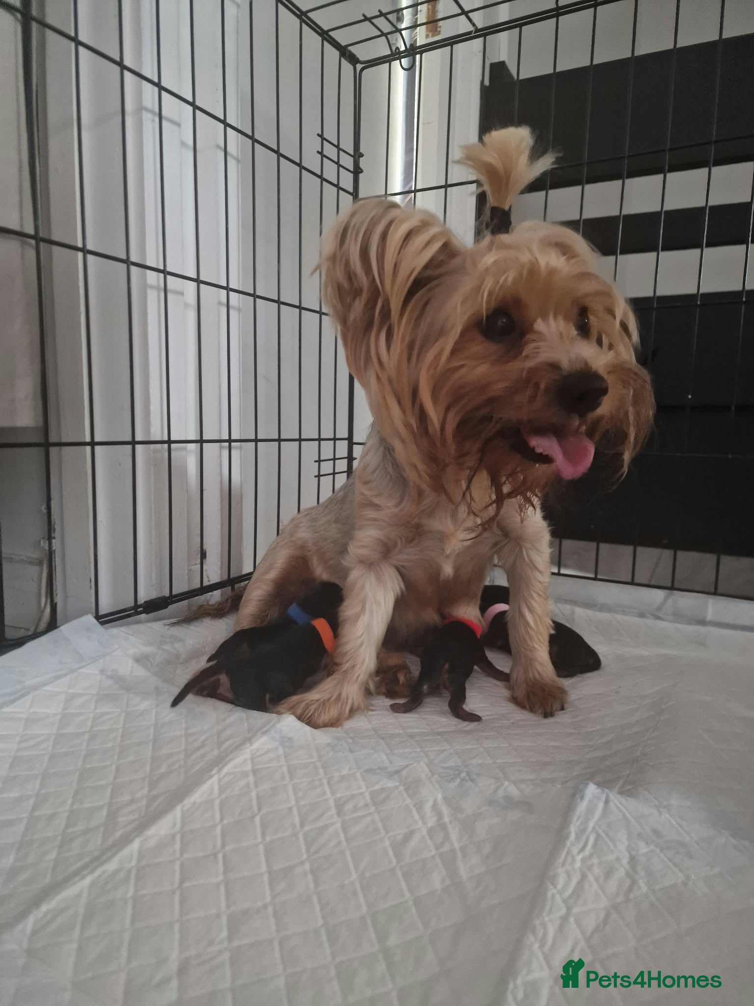 Yorkshire Terrier dogs 🐶❤️ Beautiful Yorkshire Terrier Puppies  - Advert 2