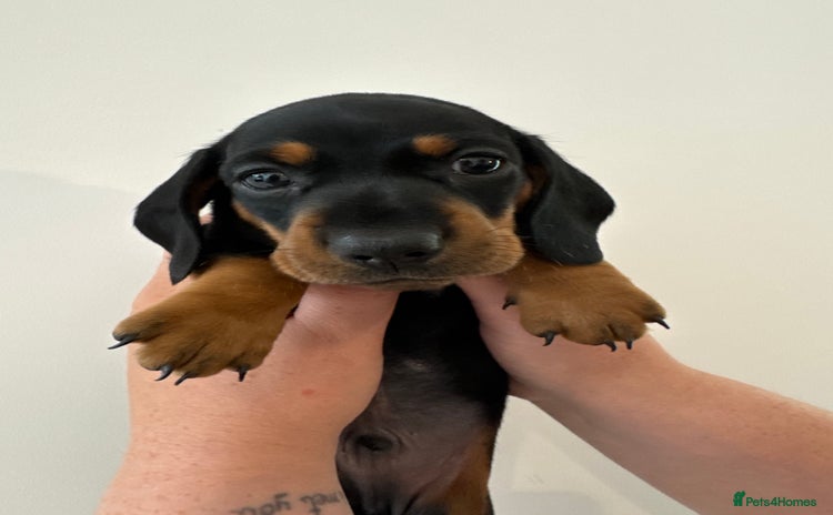 Miniature Dachshund dogs - Advert 13