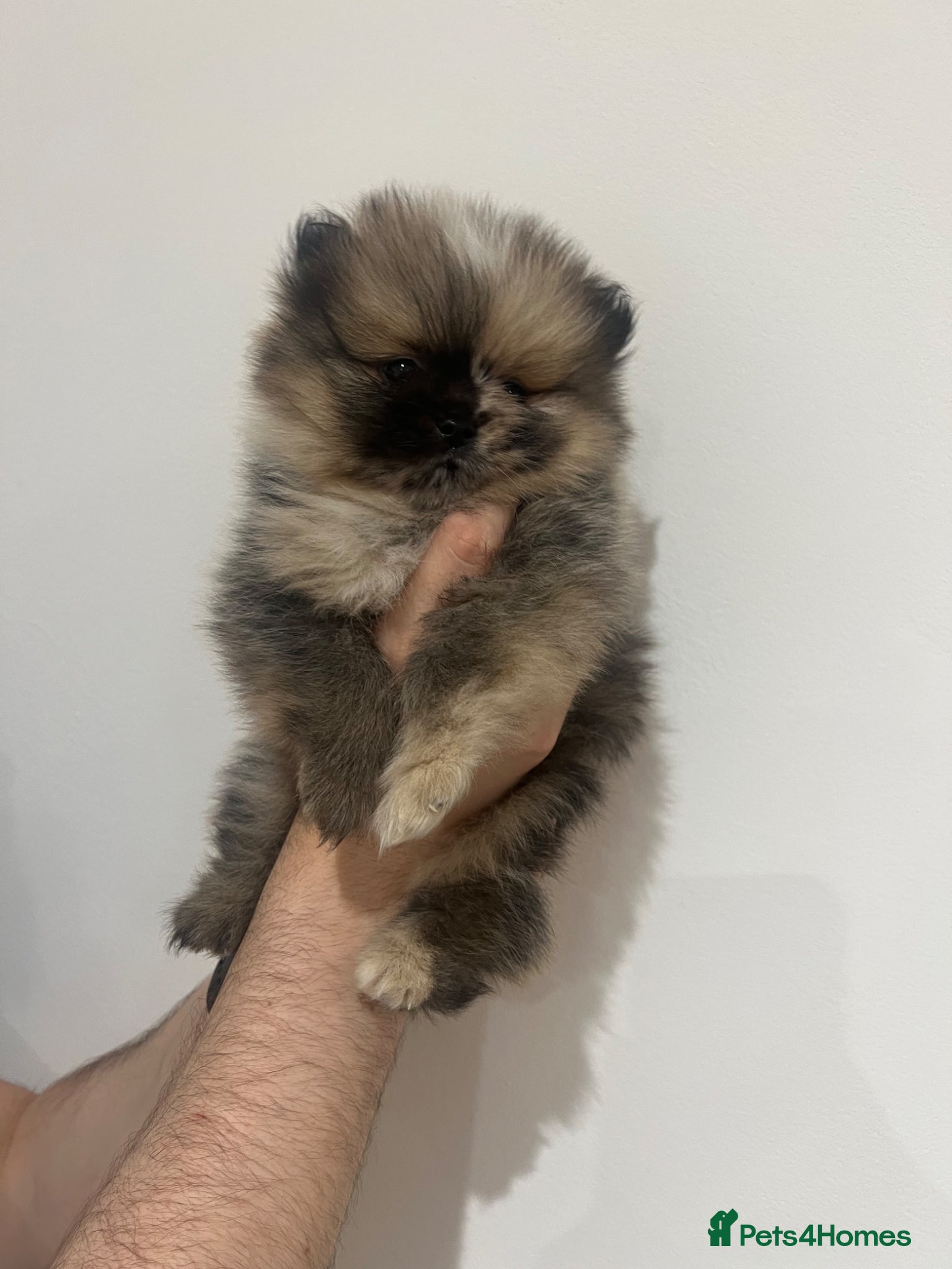 Pomeranian dogs Male Pomeranian puppy for sale  - Advert 15