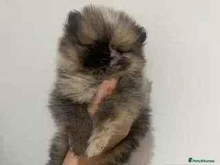 Pomeranian dogs Male Pomeranian puppy for sale - Advert 15