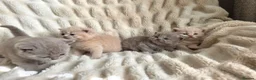 British Shorthair cats for sale: Outstanding GCCF British Shorthair Kittens  - Advert 7