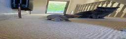 British Shorthair cats for sale: Britsh shorthair  - Advert 6