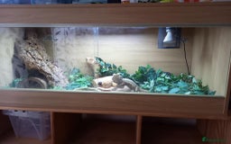 Bearded Dragon reptiles for sale: Bearded Dragon with 4ft vivarium - Image 6