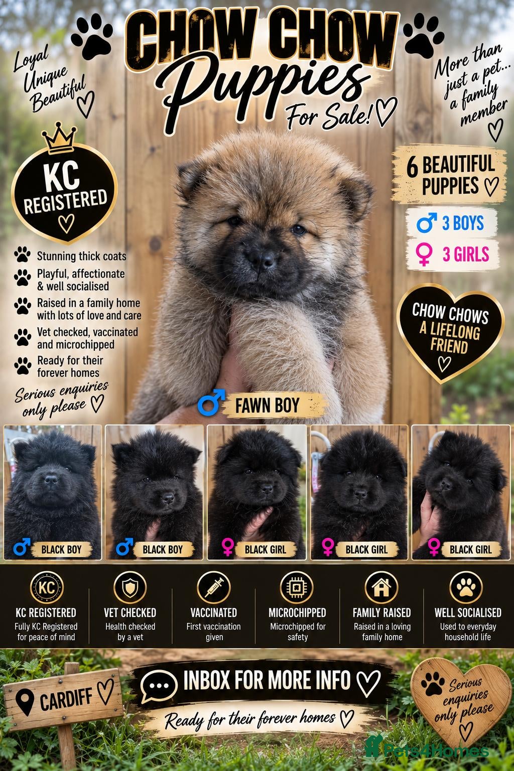Chow Chow dogs Beautiful chow chow puppy's now read - Advert 9