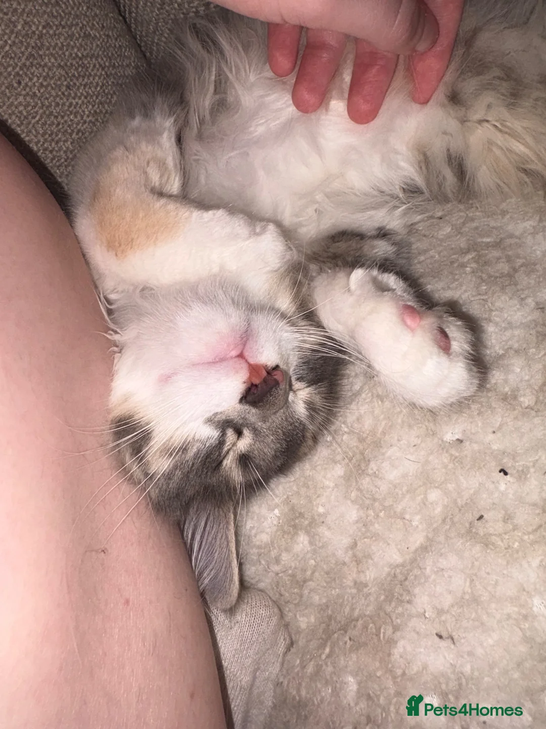 Mixed Breed cats for sale: Female kitten in Dunfermline - Advert 6