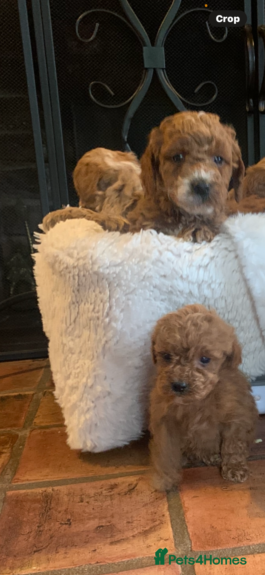 Cockapoo dogs for sale: F1b cockapoo  - Advert 21