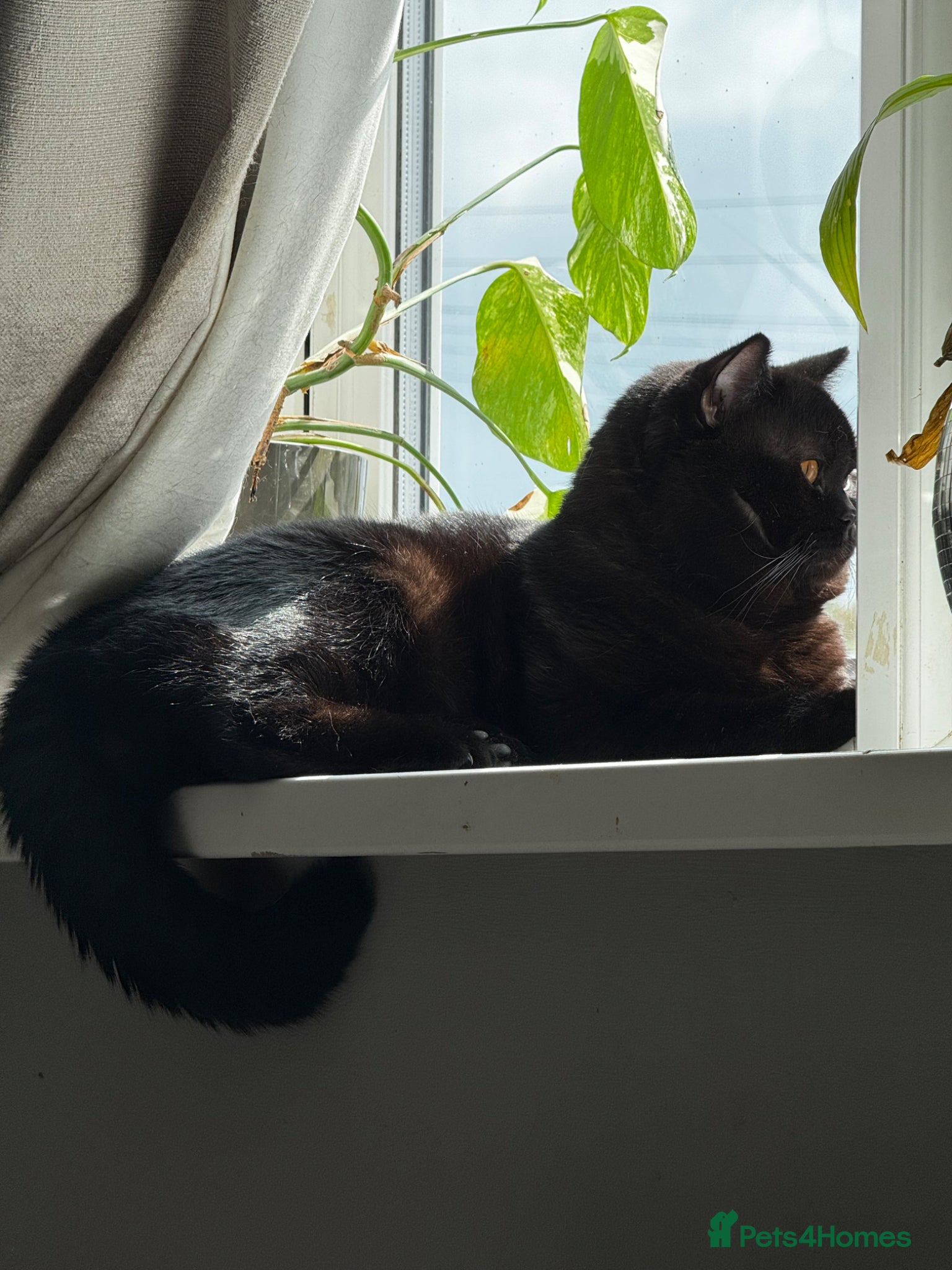 Mixed Breed cats for sale: 2 beautiful female kittens available  - Advert 15
