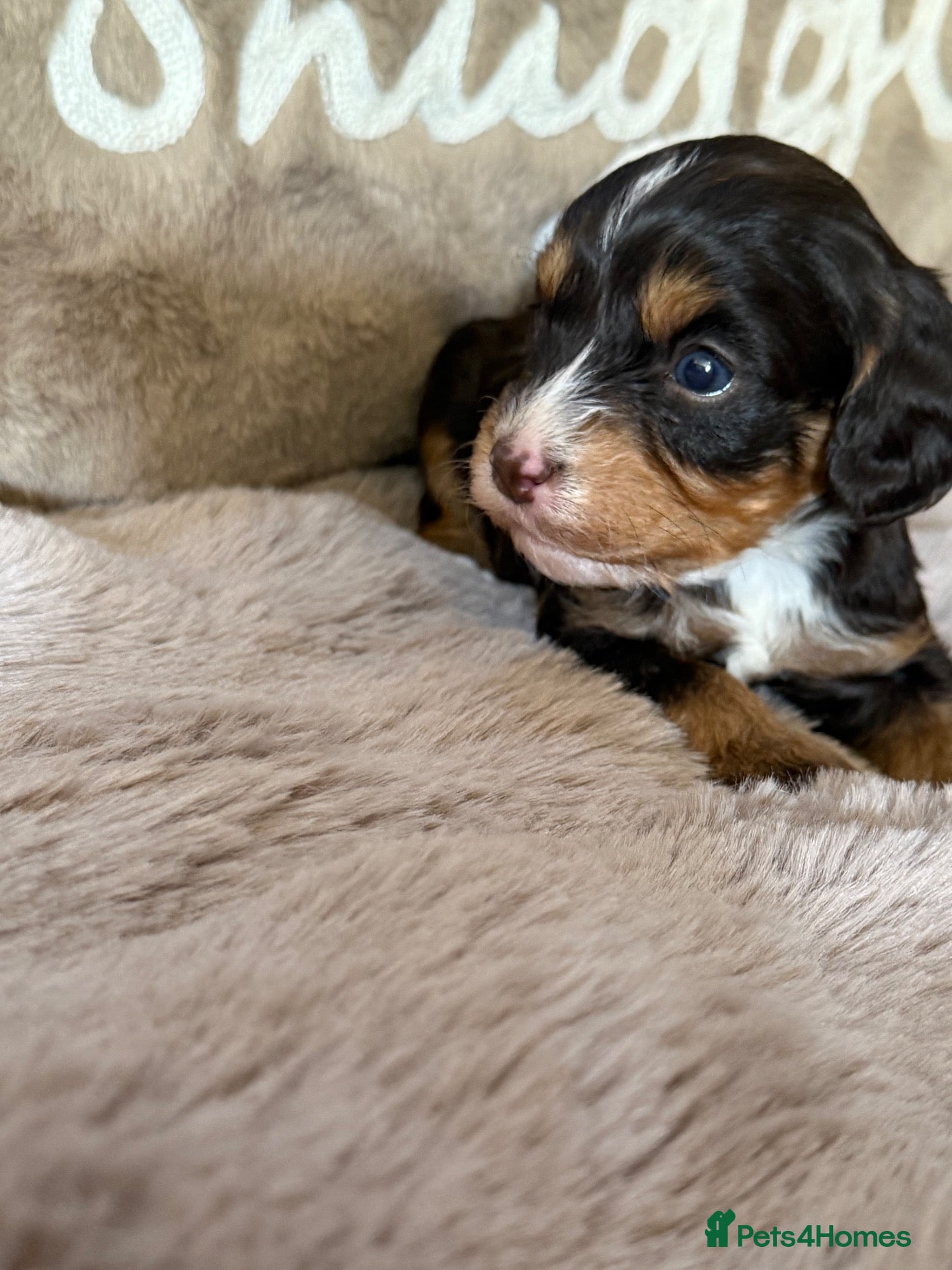 Cavapoo dogs Stunning Choc & Tan Cavapoo’s  - Advert 2