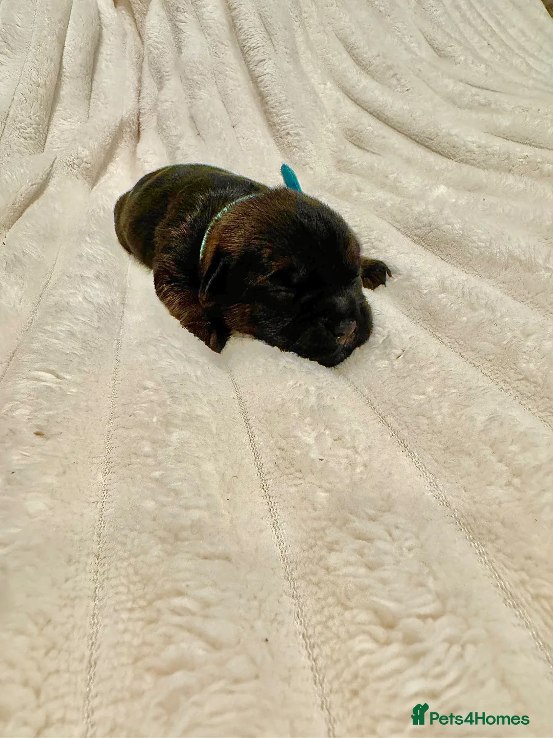 Border Terrier dogs for sale: Gorgeous Pedigree border terrier puppies in Winchester - Advert 8