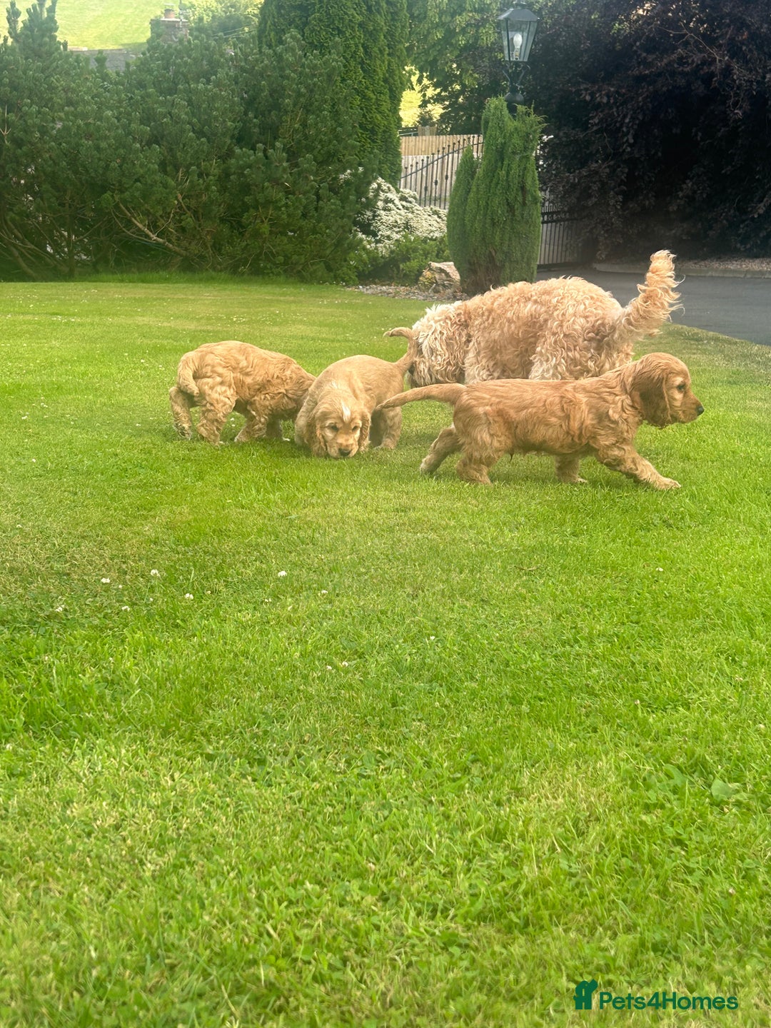 Cockapoo dogs for sale: Cockapoo Pups - Image 3