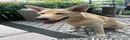Mixed Breed dogs for sale: Beautiful 7 month old German shepherd boy  in Stafford - Advert 5