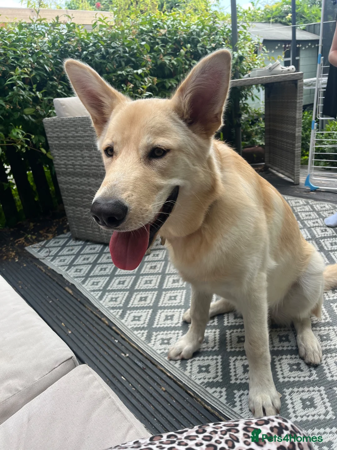 Mixed Breed dogs for sale: Beautiful 7 month old German shepherd boy  in Stafford - Advert 5