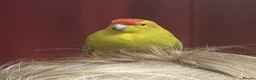 Parakeets birds for sale: Kakariki hens kakariki hens - Advert 1