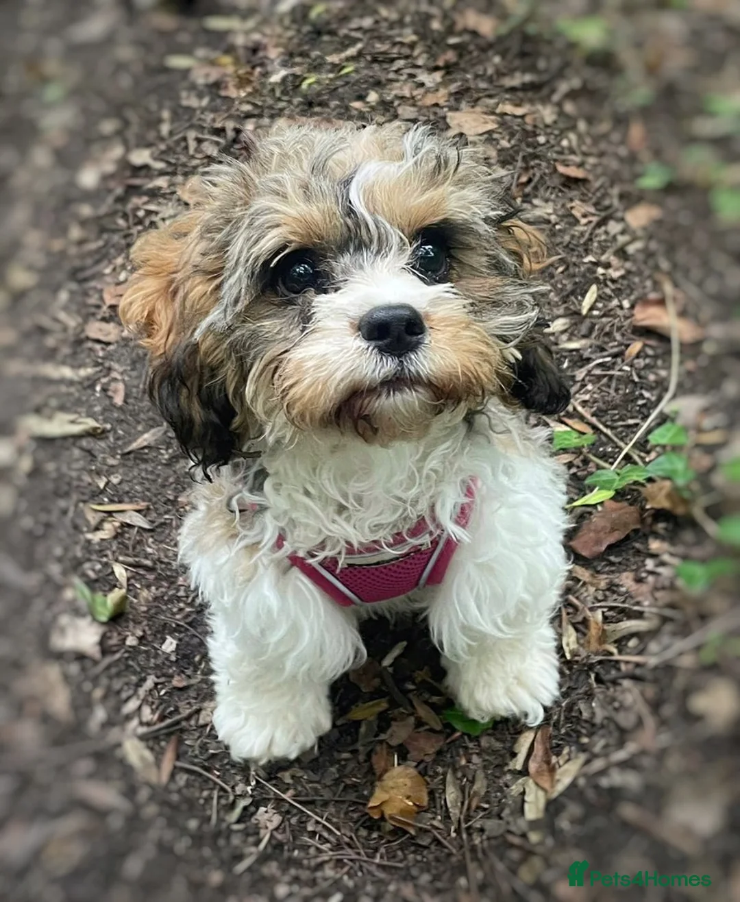 Toy Poodle dogs for stud: Gorgeous Black & White parti toy poodle in Saint Neots - Advert 15