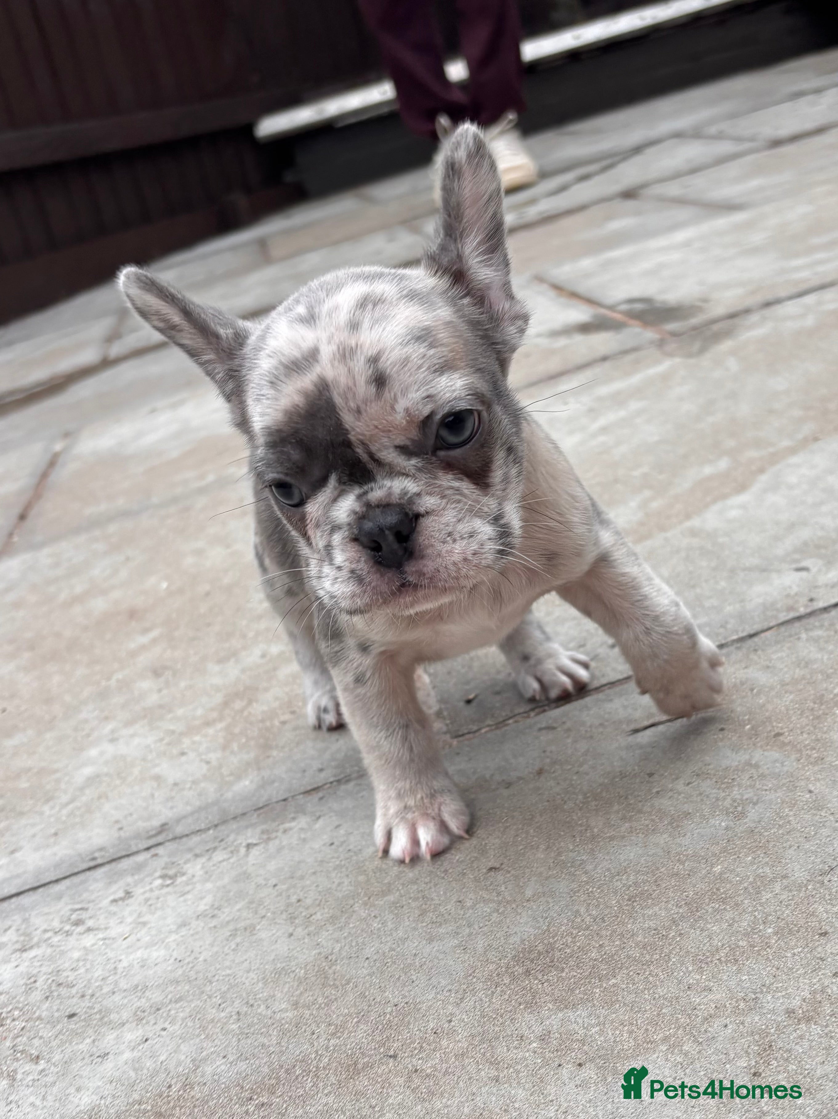 French Bulldog dogs 2 boys ready to leave now DWKC registered  - Advert 17