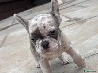 French Bulldog dogs 2 boys ready to leave now DWKC registered - Advert 17