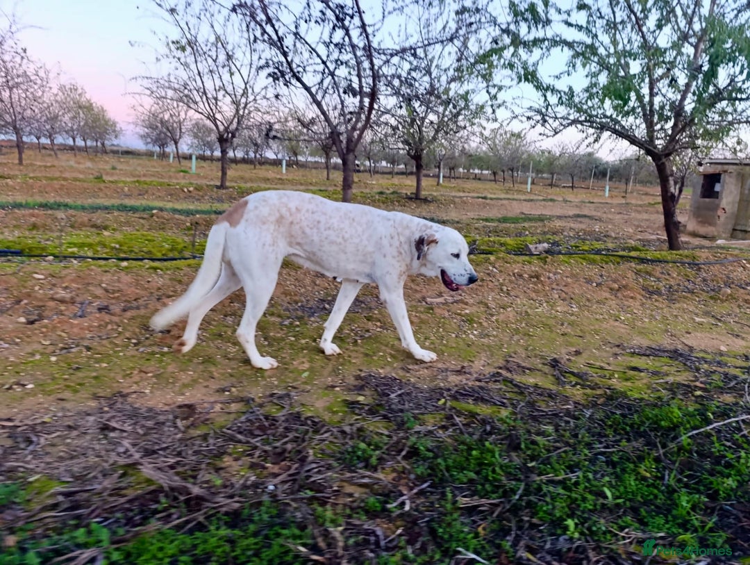 Mixed Breed dogs for adoption: ‼️🚨URGENT🚨‼️ Bimba🩷🐾 - Advert 7