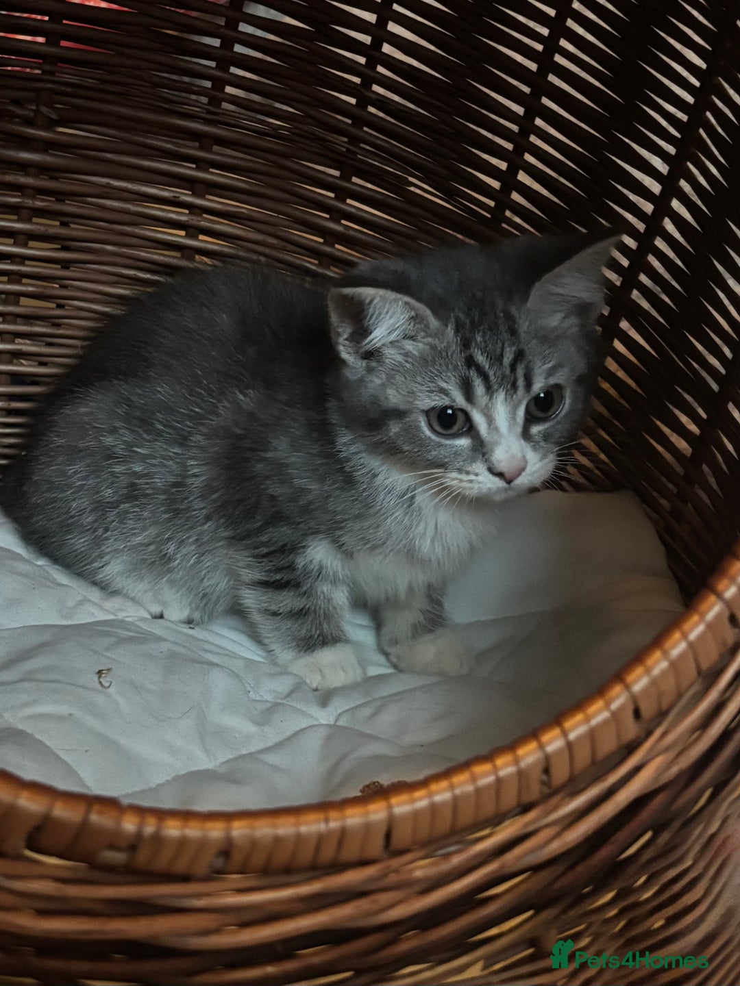 Mixed Breed cats for sale: Maine-Coon x British Blue Kittens.  - Advert 19